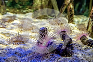 Anemonia Sulcata Adorning the Ocean Floor