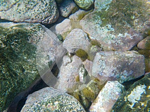 Anemonia sulcata is a species of anthocyan cnidary. In Spain.