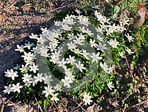 Anemonoides nemorosa or wood anemone is an early-spring flowering plant