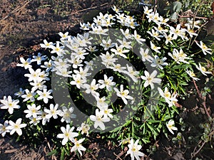 Anemonoides nemorosa or wood anemone is an early-spring flowering plant