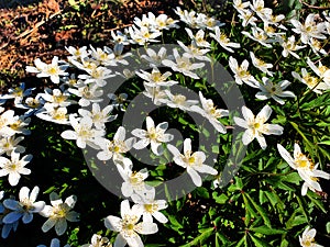 Anemonoides nemorosa or wood anemone is an early-spring flowering plant