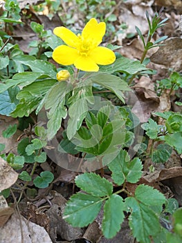 Anemonoides ranunculoides