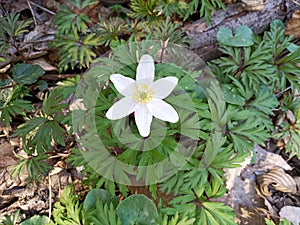 Anemonoides ranunculoides