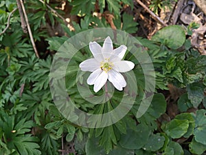 Anemonoides ranunculoides