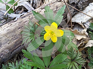 Anemonoides ranunculoides