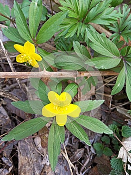 Anemonoides ranunculoides