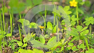 Anemonoides ranunculoides. Forest glade with yellow flowers. Slow motion. Slow motion.