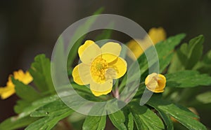 Anemonoides ranunculoides (yellow wood anemone)