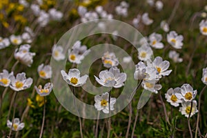 Anemonoides sylvestris Anemone sylvestris, known as snowdrop anemone or snowdrop windflower, is a perennial plant flowering in