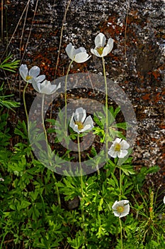 Anemonoides sylvestris Anemone sylvestris, known as snowdrop anemone or snowdrop windflower, is a perennial plant flowering in