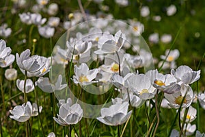 Anemonoides sylvestris Anemone sylvestris, known as snowdrop anemone or snowdrop windflower, is a perennial plant flowering in