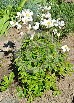 The anemony forest Anemone sylvestris L.. The blossoming plant