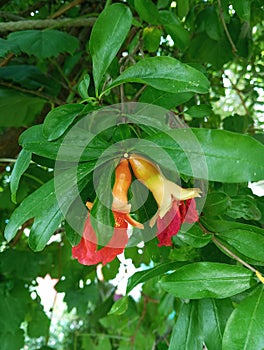 Aner Flower on a tree