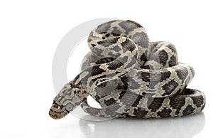 Anery Mexican Night Snake