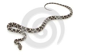 Anery Mexican Night Snake