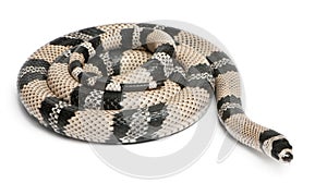 Anerytristic Honduran milk snake, Lampropeltis