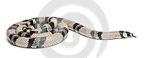 Anerytristic Honduran milk snake, Lampropeltis triangulum hondurensis photo