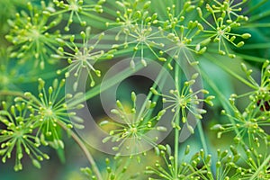 Anethum graveolens, dill flower macro