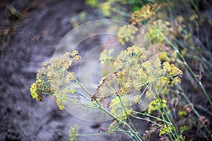 Anethum graveolens - Dill plants growing at the edge of a garden bed