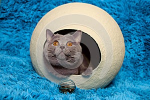 Anfas cat in white sphere. Blue background.