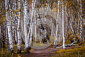 Anfractuous path among white birches on a sunny autumn day