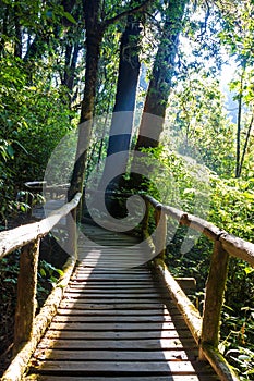 Ang Ka Nature Trail at Doi Inthanon National Park