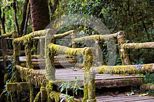 Ang Ka Nature Trail at Doi Inthanon National Park