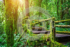 Ang ka nature trail in Doi Inthanon national park , Chiang mai , Thailand