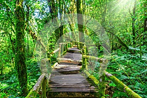 Ang ka nature trail in Doi Inthanon national park , Chiang mai , Thailand