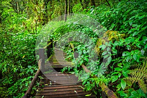 Ang ka nature trail , Doi Inthanon national park