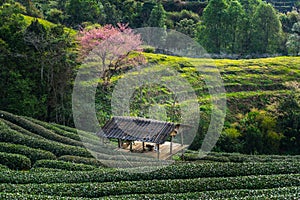 Ang-khang Hillside Tea in Thailand