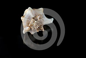 Angaria Delphinus Seashell photo