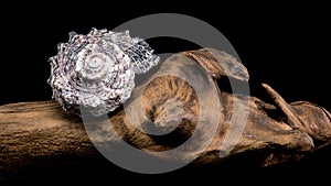 Angaria delphinus shell on driftwood photo