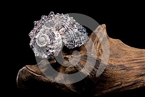 Angaria delphinus shell on driftwood photo