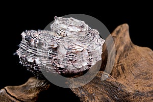 Angaria delphinus shell on driftwood photo