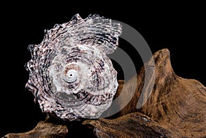 Angaria delphinus shell on driftwood photo