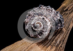 Angaria delphinus shell on driftwood photo