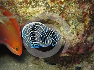 Ange empereur juvÃÂ©nile Emperor angelfish Juvenil photo