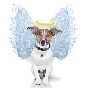 Angel dog feather wings aura photo