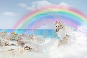 Angel Dog Over Rainbow Bridge