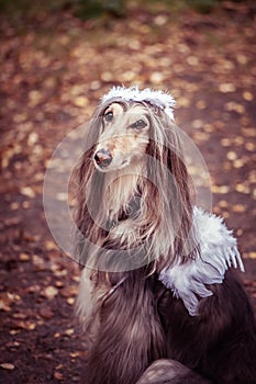 Angel dog, portrait of a dog in the image of an ange