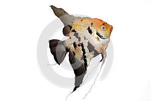 Angel fish