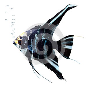 Angel fish with bubbles. Scalare photo