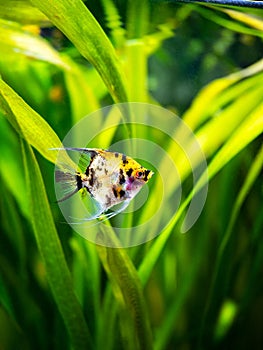 Angel Fish Koi Panda Yellow Head in tank fish with blurred background