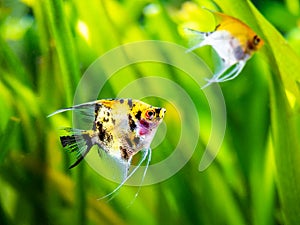 Angel Fish Koi Panda Yellow Head in tank fish with blurred background Pterophyllum scalare