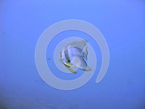 Angel fish underwater
