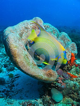 Angel fish underwater Pedra da Risca do Meio photo