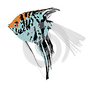 Angel fish vector illustration isolated on white background. Aquarium fish, exotic under water world. Coral reef Pisces.
