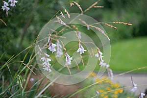 Angel fishing rod, Dierama pulcherrimum var. album, flowering plant