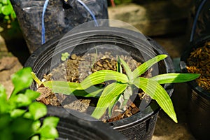 Angel grass  Murdannia loriformis